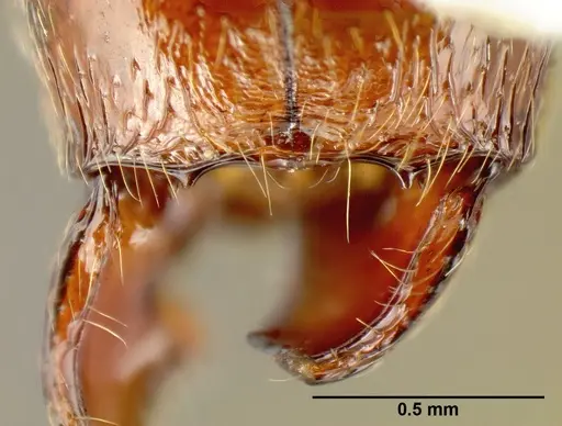 Pheidole gymnoceras - CASENT0608971