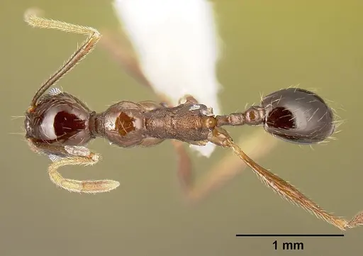 Pheidole gymnoceras - CASENT0609233