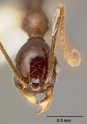 Pheidole gymnoceras - CASENT0609233