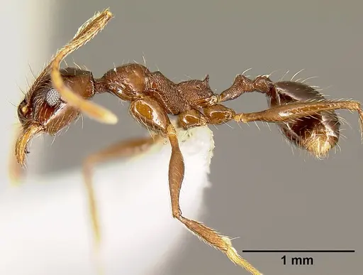 Pheidole gymnoceras - CASENT0609233