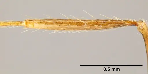 Pheidole gymnoceras - CASENT0609233