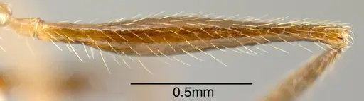 Pheidole gymnoceras - CASENT0610084