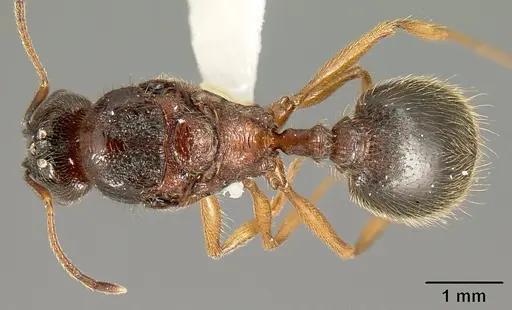 Pheidole gymnoceras - INB0003659250