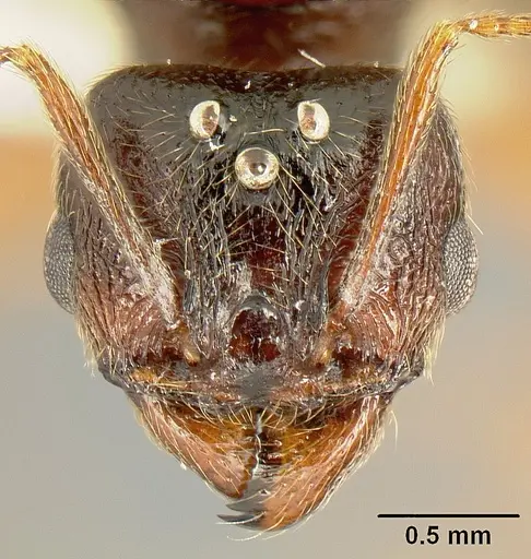 Pheidole gymnoceras - INB0003659250
