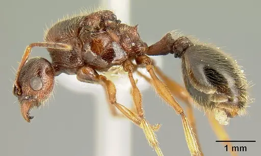Pheidole gymnoceras - INB0003659250