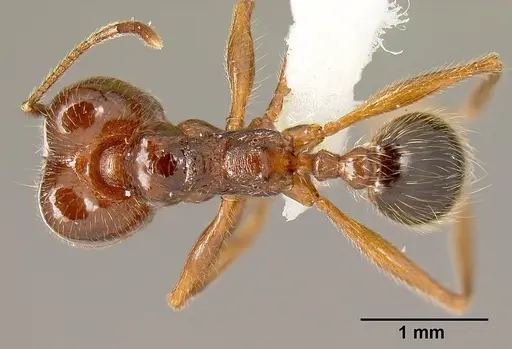 Pheidole gymnoceras - INB0003659251