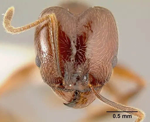 Pheidole gymnoceras - INB0003659251