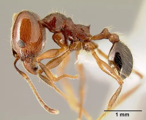 Pheidole gymnoceras - INB0003659251