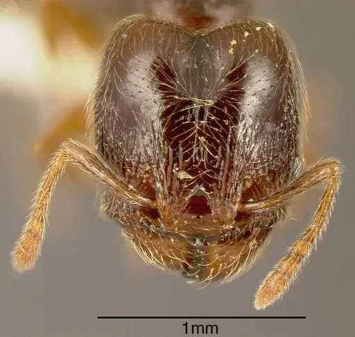 Pheidole hansoni specimen