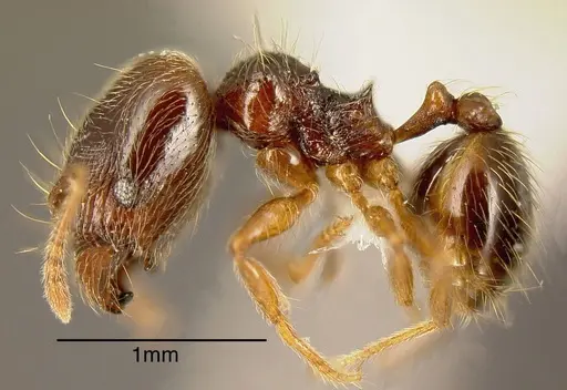 Pheidole hansoni specimen