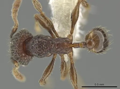 Pheidole hansoni - CASENT0646368