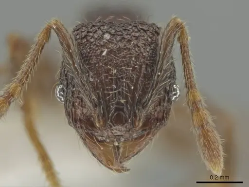 Pheidole hansoni - CASENT0646368