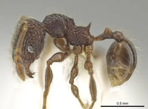 Pheidole hansoni - CASENT0646368