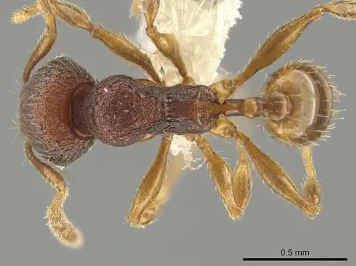 Pheidole hansoni - CASENT0648727