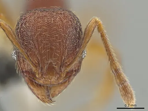 Pheidole hansoni - CASENT0648727