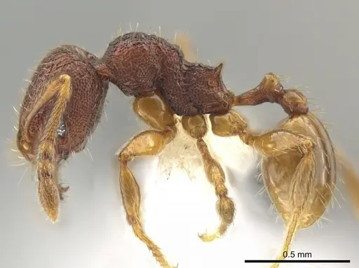 Pheidole hansoni - CASENT0648727