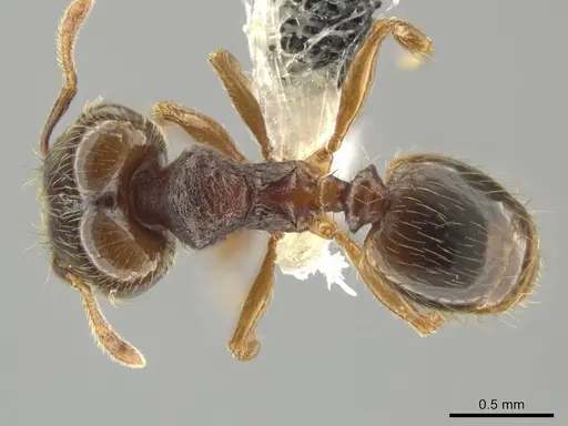 Pheidole hansoni - CASENT0648728