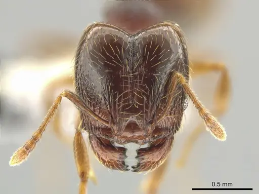 Pheidole hansoni - CASENT0648728