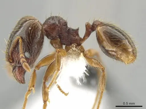 Pheidole hansoni - CASENT0648728