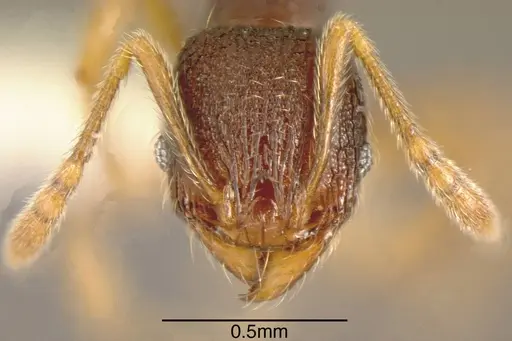 Pheidole hansoni - INBIOCRI001282783
