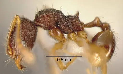 Pheidole hansoni - INBIOCRI001282783