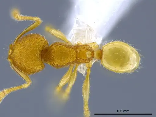Pheidole harrisonfordi specimen