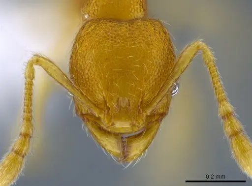 Pheidole harrisonfordi specimen