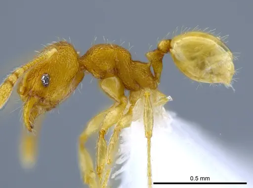Pheidole harrisonfordi specimen