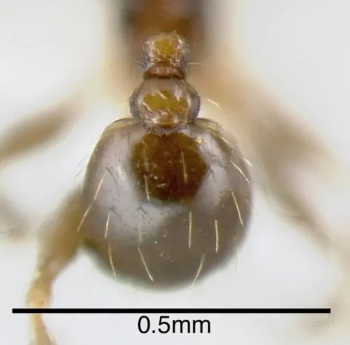 Pheidole harrisonfordi - CASENT0635544