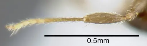 Pheidole harrisonfordi - CASENT0635544