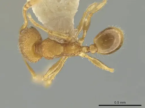 Pheidole harrisonfordi - CASENT0646277