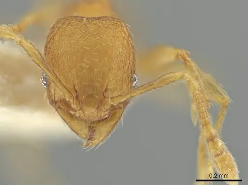 Pheidole harrisonfordi - CASENT0646277