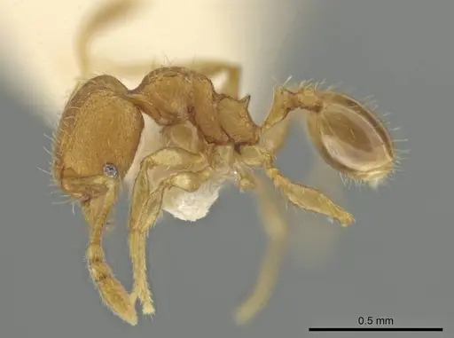 Pheidole harrisonfordi - CASENT0646277