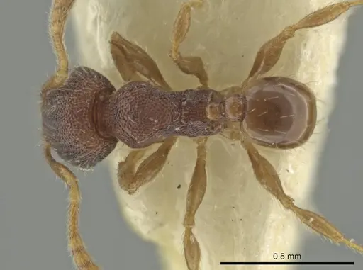 Pheidole harrisonfordi - CASENT0646279