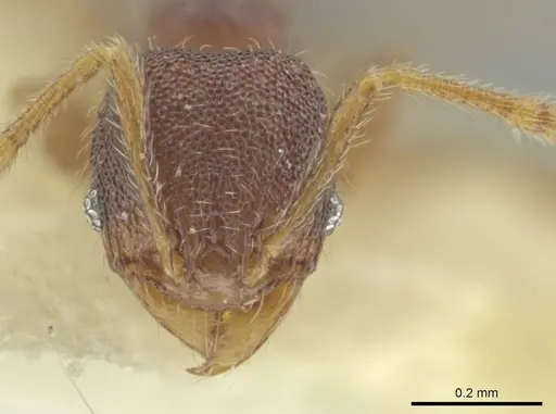 Pheidole harrisonfordi - CASENT0646279