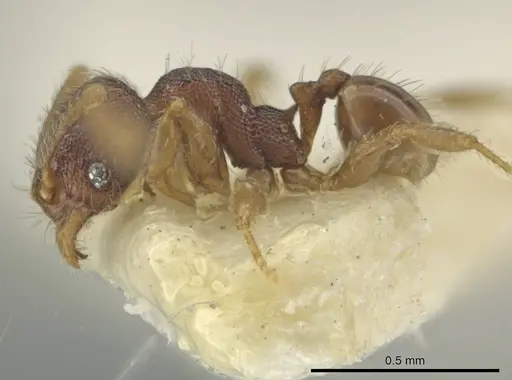 Pheidole harrisonfordi - CASENT0646279