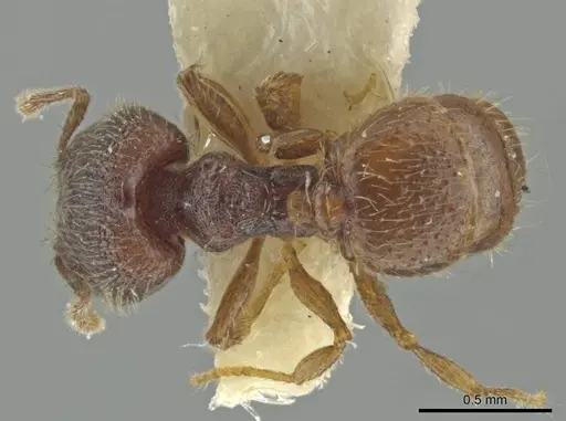 Pheidole harrisonfordi - CASENT0646281