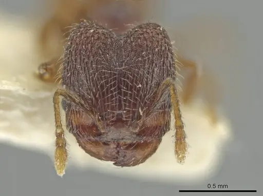 Pheidole harrisonfordi - CASENT0646281