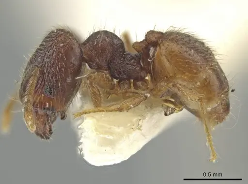 Pheidole harrisonfordi - CASENT0646281