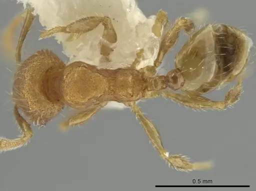 Pheidole harrisonfordi - CASENT0646282