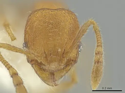 Pheidole harrisonfordi - CASENT0646282