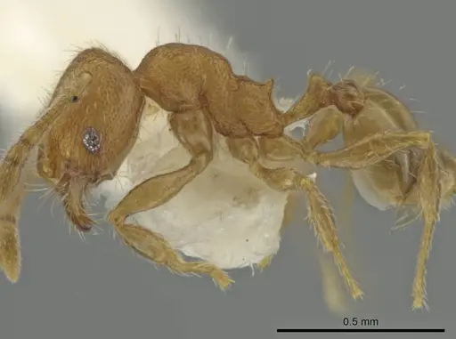 Pheidole harrisonfordi - CASENT0646282