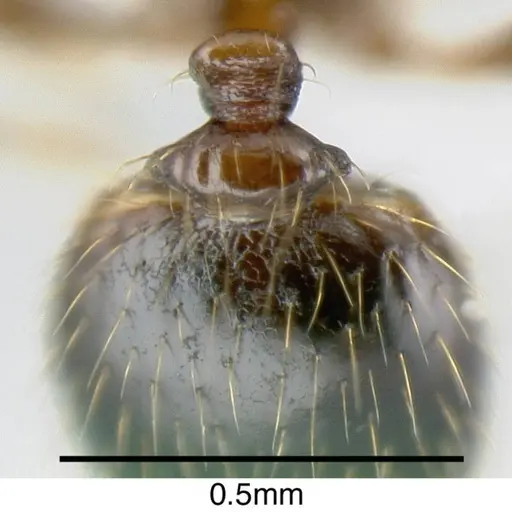 Pheidole harrisonfordi - INB0003692955