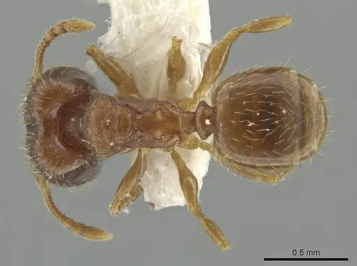 Pheidole harrisonfordi - JTLC000016399