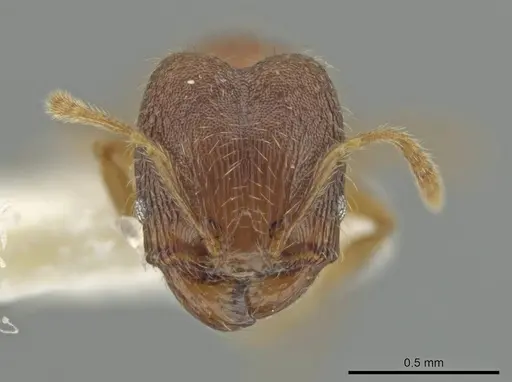 Pheidole harrisonfordi - JTLC000016399