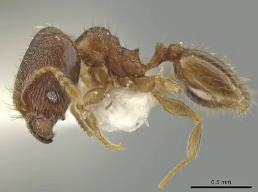 Pheidole harrisonfordi - JTLC000016399