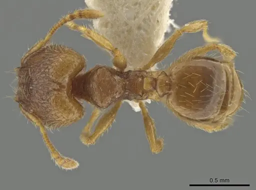 Pheidole harrisonfordi - JTLC000016499