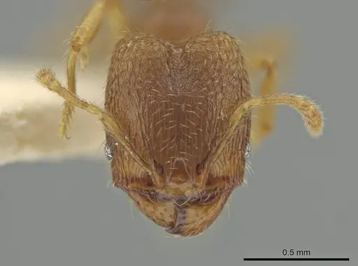 Pheidole harrisonfordi - JTLC000016499