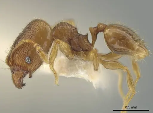 Pheidole harrisonfordi - JTLC000016499