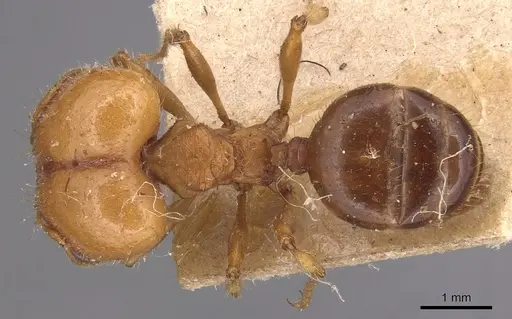 Pheidole hartmeyeri specimen
